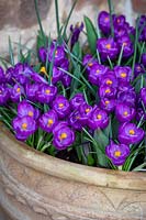 Crocus 'Flower Record' interplanted with tulips in a large pot
