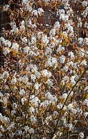 Amelanchier lamarckii AGM - Snowy mespilus or Juneberry