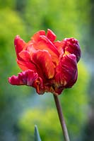 Tulipa 'Rasta Parrot'
