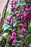Rhodochiton atrosanguineus AGM - Purple bell vine