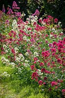 Centranthus ruber - pink and white valerian - planted along the bottom of a hedge
