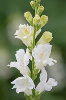 Antirrhinum Chantilly White - Snapdragon.