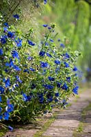 Anagallis monellii - Blue pimpernel - lining a brick path