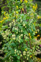 Tropaeolum peregrinum - Canary Creeper - growing over an arch with Clematis rehderiana  syn. Clematis buchananiana Finet and Gagnep, Clematis nutans Becket. Nodding virgin's bower.