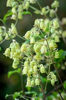 Clematis rehderiana syn. Clematis buchananiana Finet and Gagnep, Clematis nutans Becket- Nodding virgin's bower