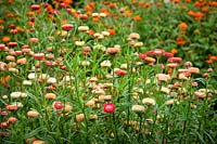 Helichrysum bracteata 'Salmon Rose' syn. Bracteantha bracteata, Xerochrysum bracteatum. Everlasting flower, Strawflower, Paper daisy, Immortelle.