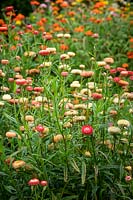 Helichrysum bracteata 'Salmon Rose' syn. Bracteantha bracteata, Xerochrysum bracteatum. Everlasting flower, Strawflower, Paper daisy, Immortelle