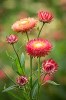 Helichrysum bracteata 'Salmon Rose' syn. Bracteantha bracteata, Xerochrysum bracteatum. Everlasting flower, Strawflower, Paper daisy, Immortelle.