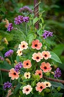 Thunbergia alata 'African Sunset'  - Black eyed Susan - with Verbena bonariensis.