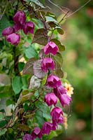 Rhodochiton atrosanguineus 'Purple Bells'. Purple bell vine.