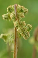 Athyrium filix-femina subsp. angustum f. rubellum 'Lady in Red' AGM. Fern new frond unfurling.