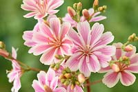 Lewisia cotyledon hybrid - Siskiyou lewisia. Cliff maids. One colour from mixed.