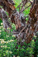 The bark of Polylepis australis - Tabaquillo, Quenoa - rising out of Collomia grandiflora