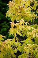 Aesculus x neglecta 'Erythroblastos' - Horse Chestnut