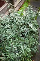 Athyrium niponicum var.pictum 'Silver Falls' - Japanese Painted Fern - growing on a shady patio