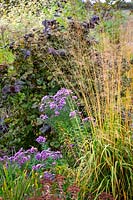 Combination of Aster novae-angliae seedling, Corylus avellana 'Red Majestic' and Molinia caerulea subsp. arundinacea 'Skyracer' at Cotswold Garden Flowers