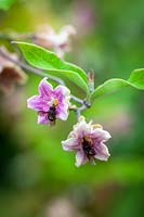 Araujia sericifera syn. Araujia albens -  The Cruel Plant or Bladderflower - showing flies trapped by sticky pollen