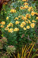 Chrysanthemum 'Goldengreenheart' AGM syn. Chrysanthemum 'Golden Greenheart', Dendranthema 'Goldengreenheart',