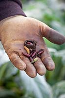 Angle Shades moth pupae in hand