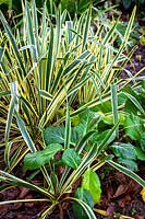 Bergenia 'Overture' with Yucca filamentosa 'Bright Edge' AGM