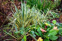 Bergenia 'Overture' with Yucca filamentosa 'Bright Edge' AGM