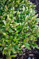 Skimmia with yellowing leaves showing chlorosis