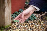 Looking out for self-sown Cyclamen seedlings around the base of pots