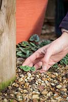 Looking out for self-sown Cyclamen seedlings around the base of pots