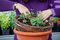 Planting up a hanging basket with bedding plants - trailing Pelargonium and Bacopa