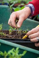 Potting up mail order plug plants into module trays in the greenhouse