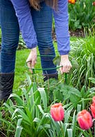 Staking perennials - Japanese Anemones - in a border using plastic coated metal hoops