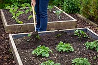 Earthing up Potato plants by mounding up the soil around the base of the plants with a hoe 