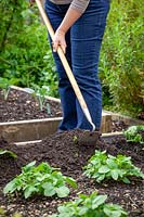 Earthing up Potato plants by mounding up the soil around the base of the plants with a hoe