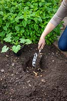 Making a planting pit and planting a Courgette plant. Adding potato peelings and organic matter to the bottom of the hole