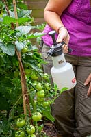 Spraying outdoor Tomato plant foliage with proprietary chemical to prevent blight