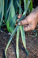 Removing Allium ampeloprasum - Leek - leaves that have been damaged by Rust - Puccinia porri - syn. Puccinia allii