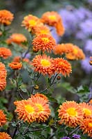 Chrysanthemum 'Coup de Soleil'