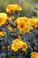 Chrysanthemum 'Bienchen'