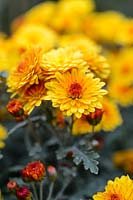 Chrysanthemum 'Bienchen'