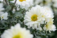 Chrysanthemum 'Poesie'
