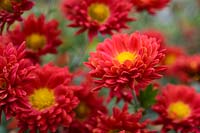 Chrysanthemum 'Rumpelstilzchen'