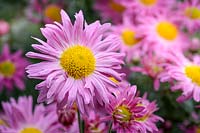 Chrysanthemum 'La Damoiselle'
