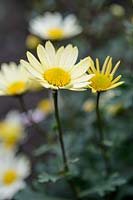 Chrysanthemum 'Schwefelglanz'