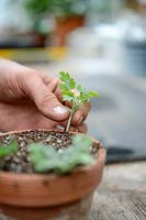 Step sequence of taking cuttings from a Chrysanthemum, inserting around the edge of a pot of cutting compost