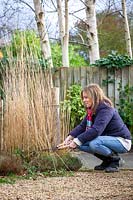Cutting back ornamental grasses, here Calamagrostis, with hand shears 