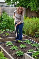 Earthing up Solanum tuberosum - Potato - plants by mounding up the soil around the base of the plants with a draw hoe 