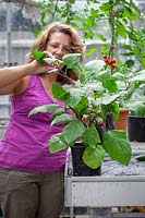 Pinching out the growing tip of an Aubergine plant to keep the plant bushy, encourage side branch formation and promote more fruiting
