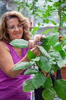 Pinching out the growing tip of an Aubergine to keep the plant bushy, encourage side branch formation and promote more fruiting