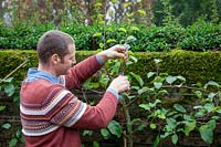Pruning a cordon trained Malus domestica - Apple tree - by reducing the length of stems