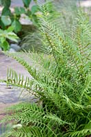 Thelypteris kunthii, River Fern. Fern, July.